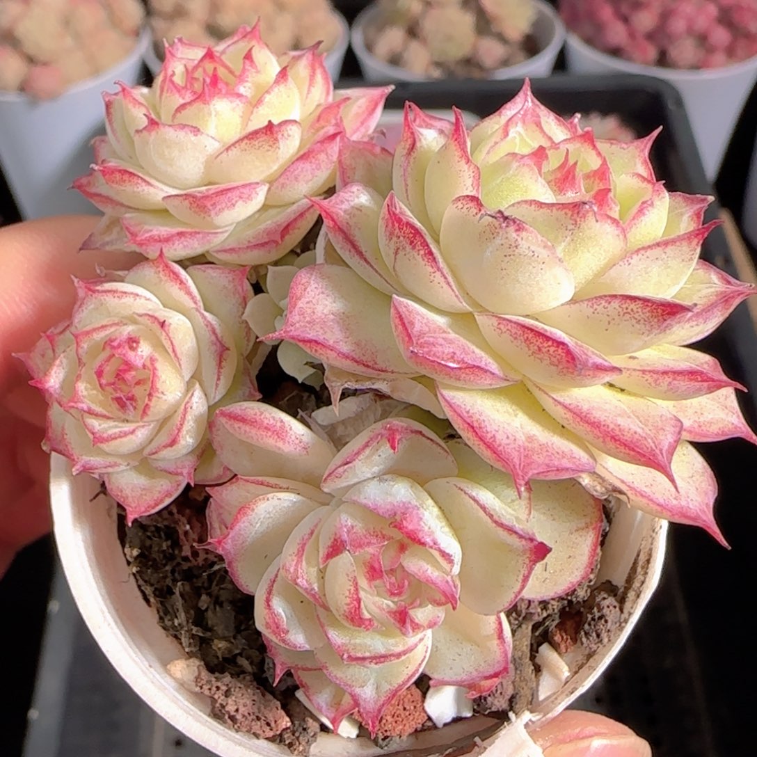 多肉1230-54女王玫瑰