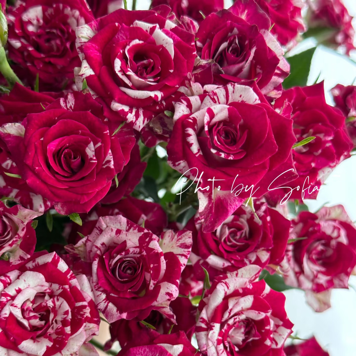 「嘤嘤怪鲜花」羽衣曲多头玫瑰花物语云南直发顺丰包邮