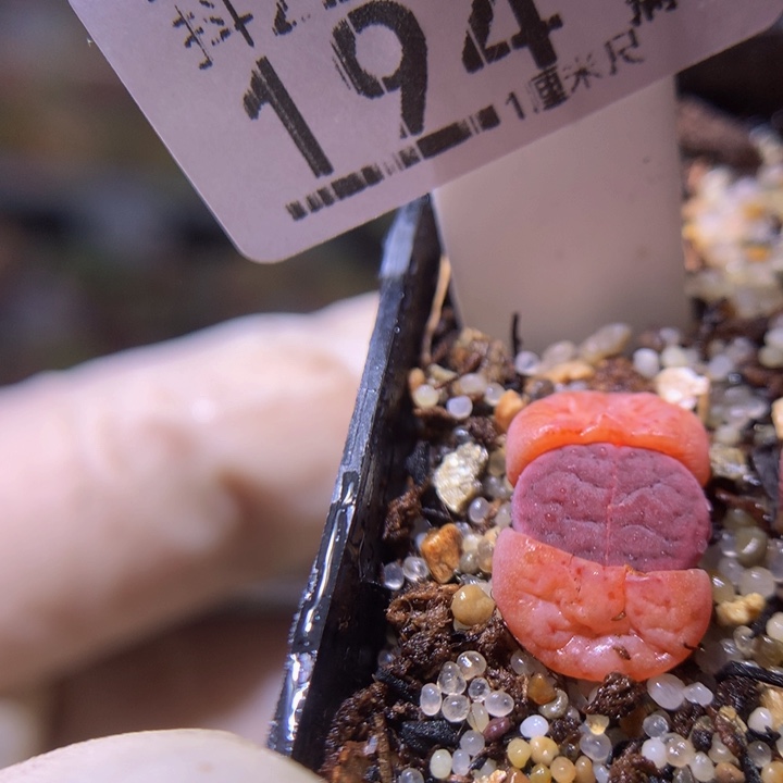 精品生石花226.194