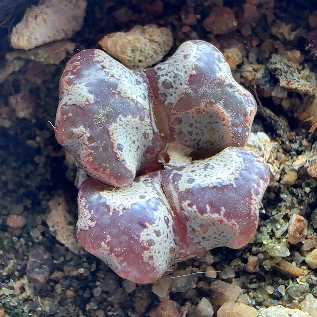 泡***茶哈哈哈哈哈哈哈哈40617