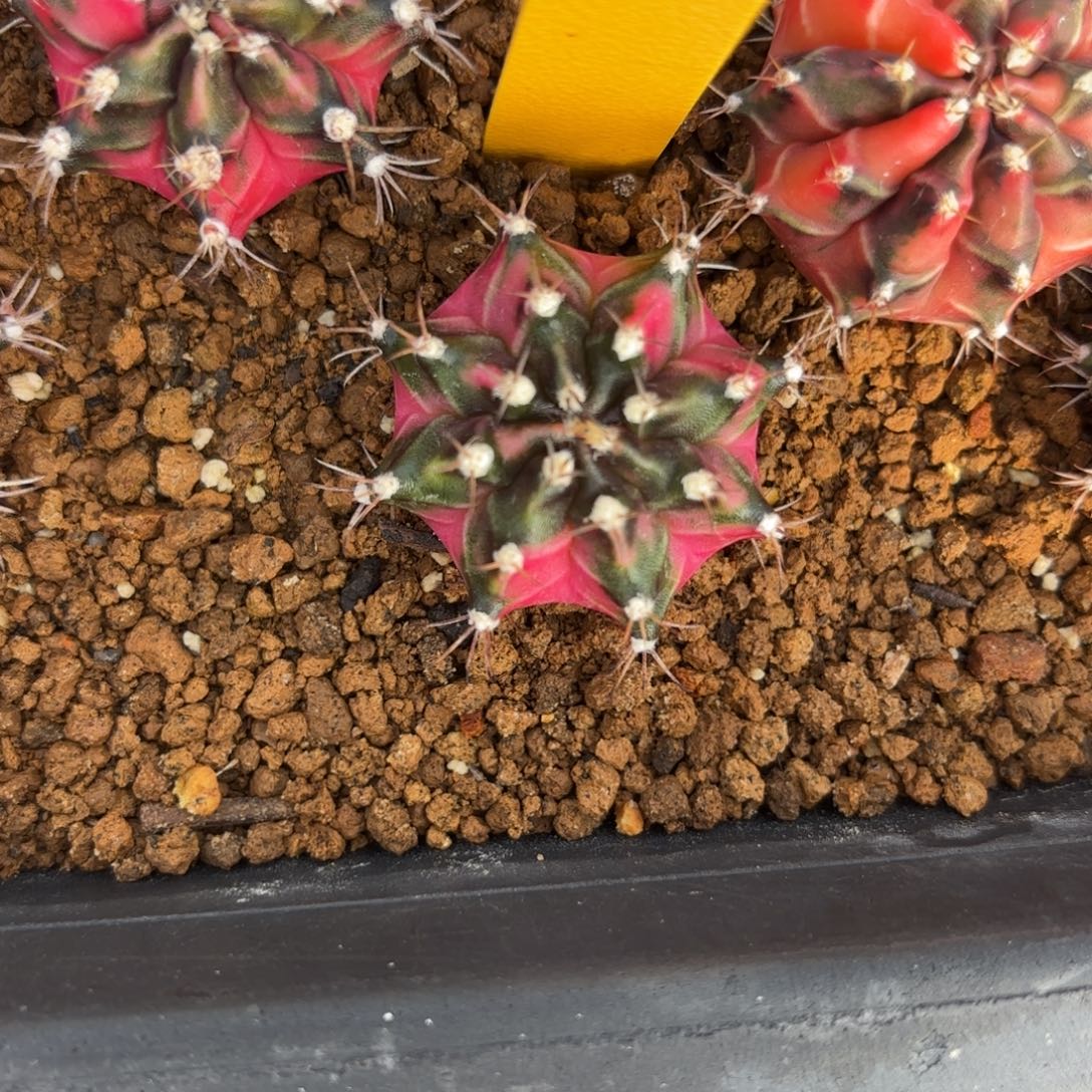 L513-1226泰国发货 蓝莓