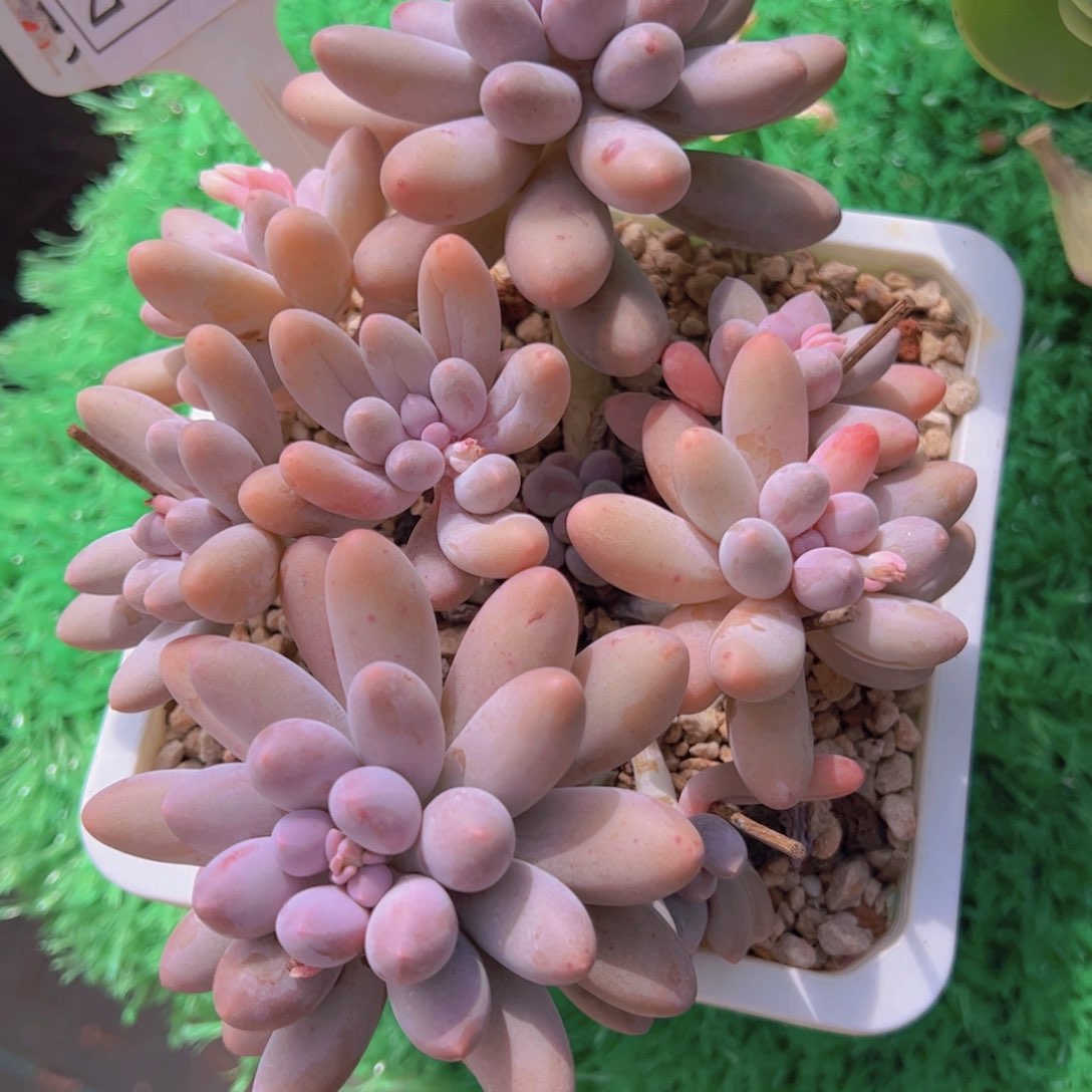 漂**?汤圆2109一物一拍