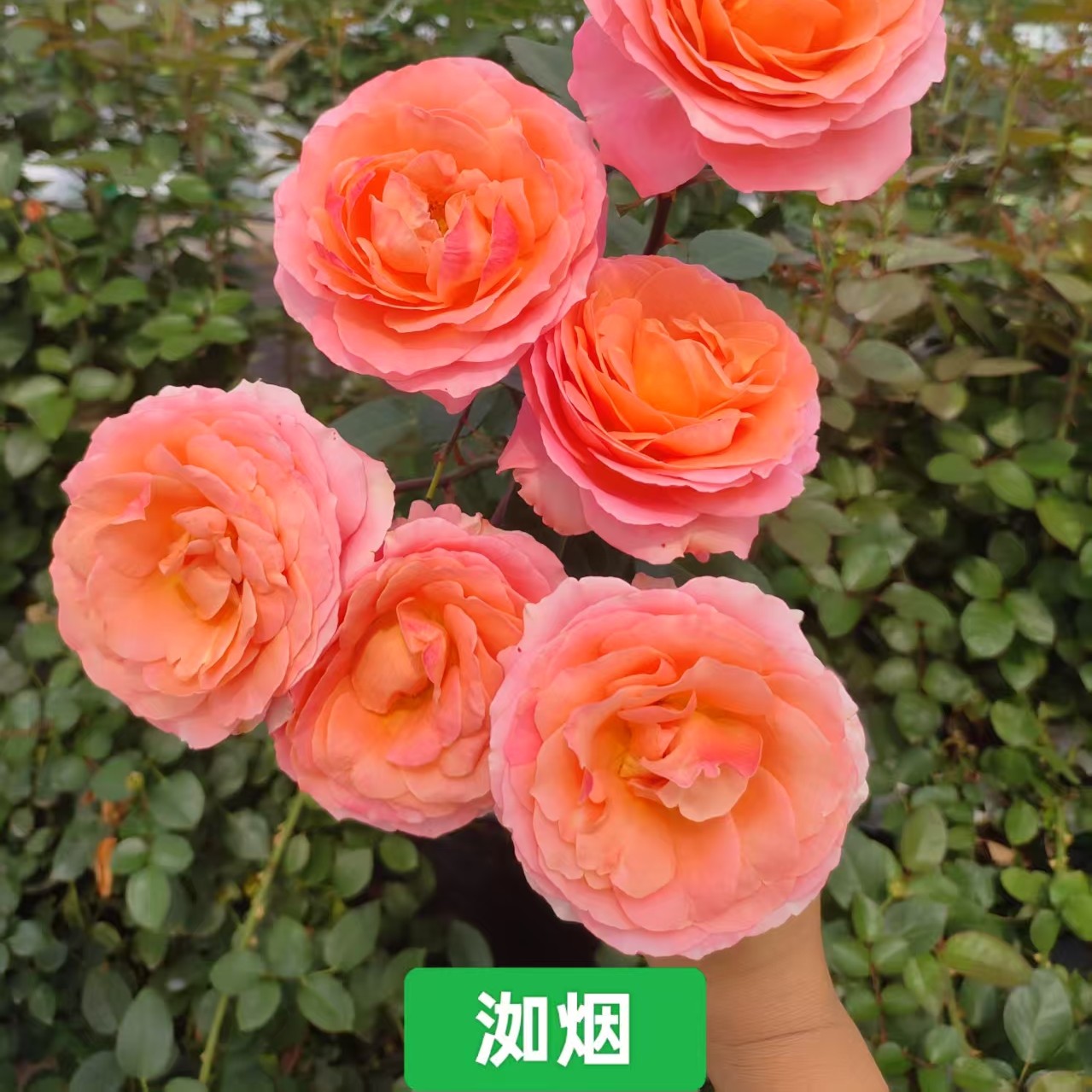 两单包邮！多头【缤纷稀有洳烟】玫瑰