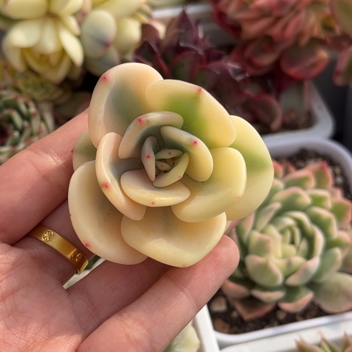 白月光锦一颗价格发货