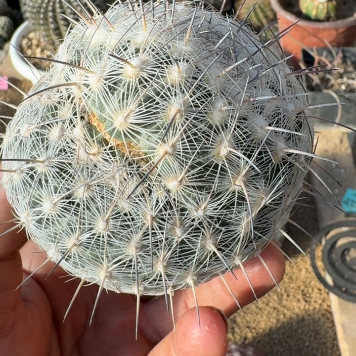 藤荣丸有根6666666666