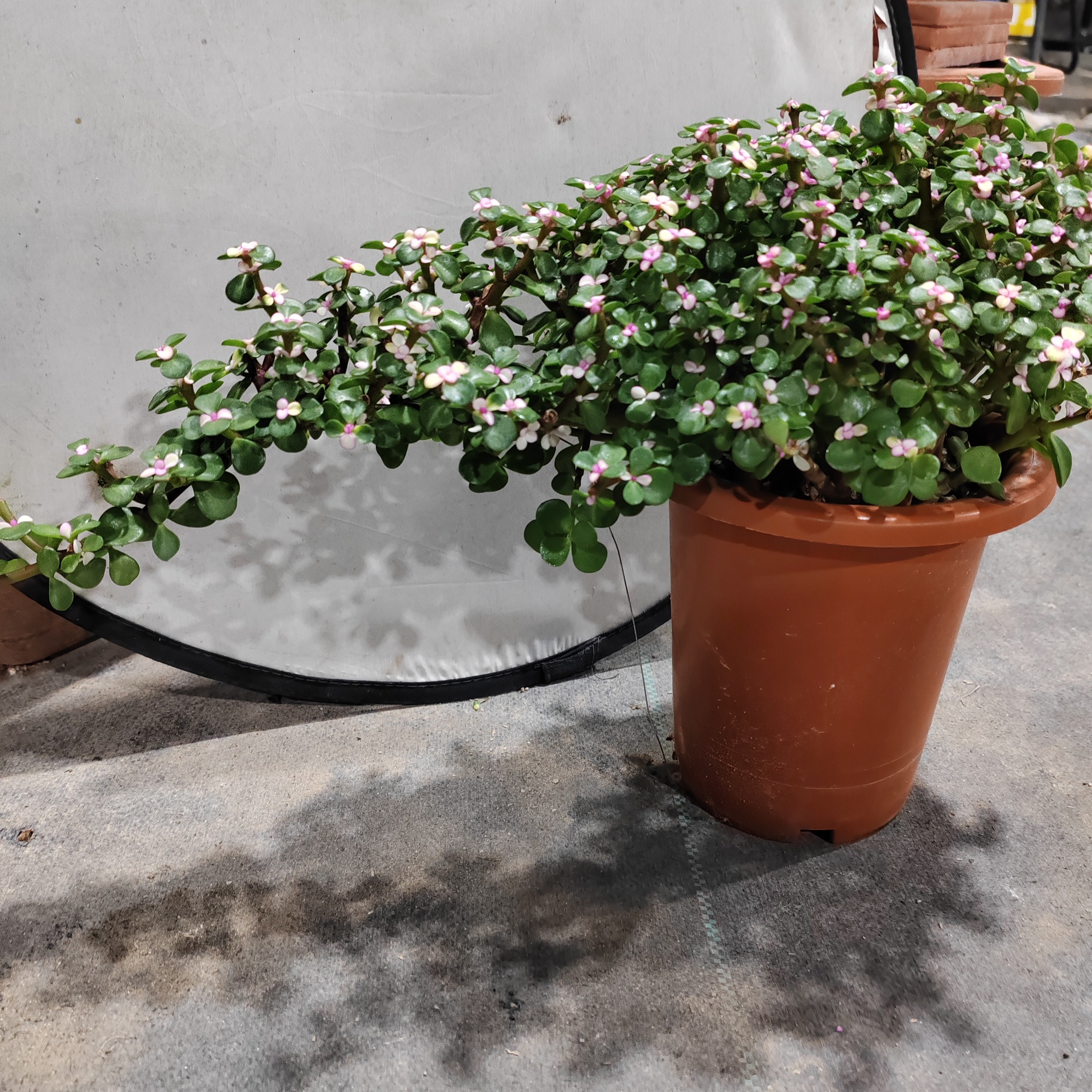 金枝玉叶大象鼻造型盆景盆栽［35］