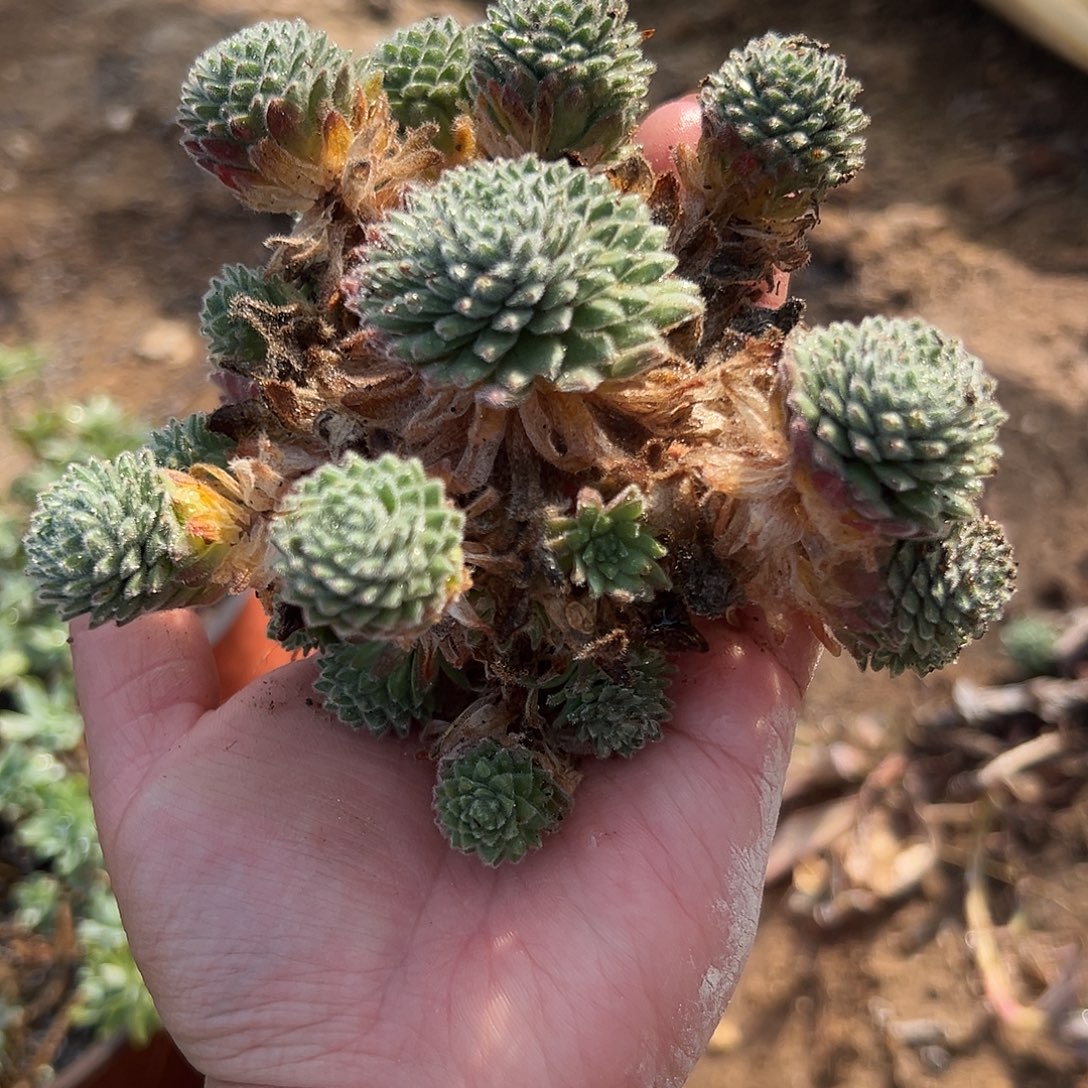 多肉植物多肉植物