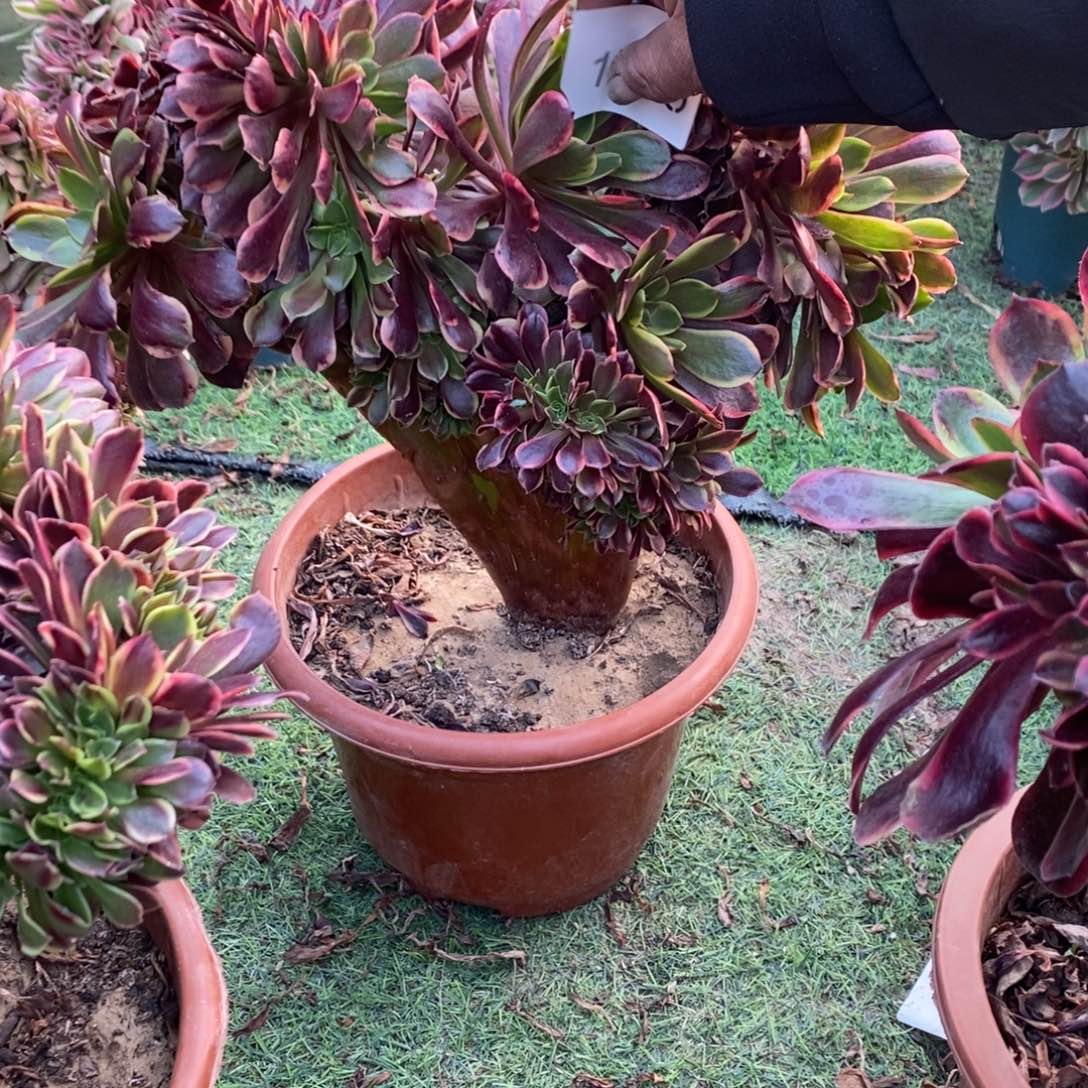 欧嘉莉缀化1颗1715号