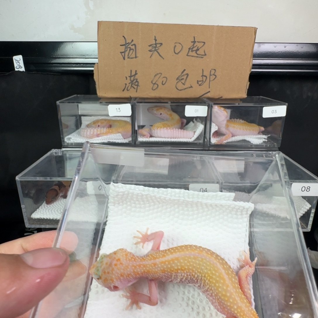 豹纹守宫白黄雨水迷妹妹