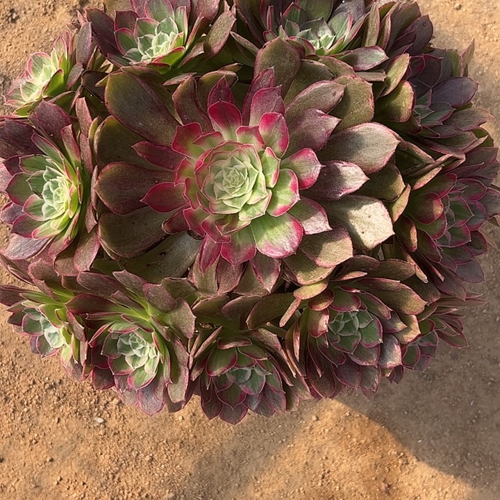 多肉植物水晶莲花锦…………