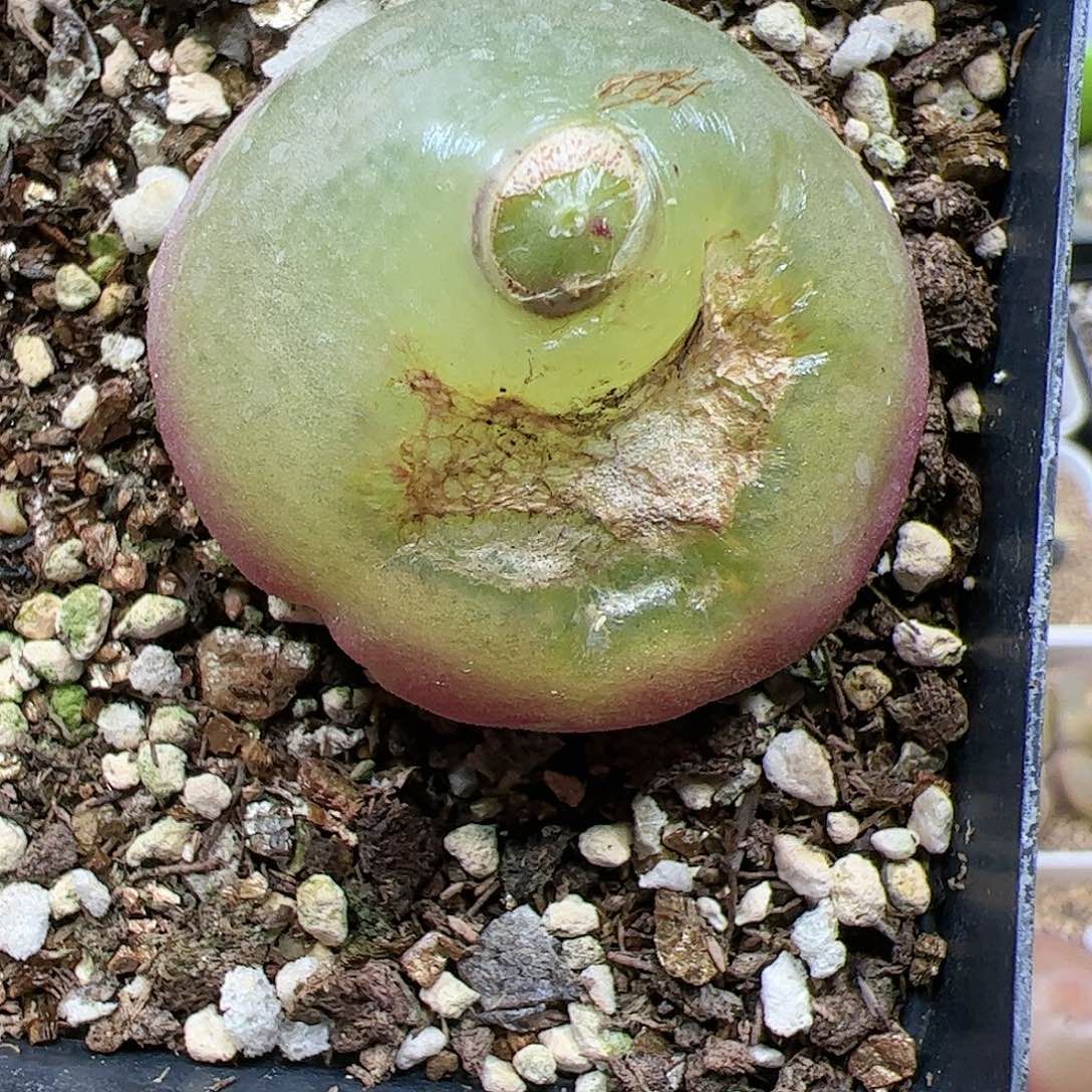 【闪购商品】260 双12福利