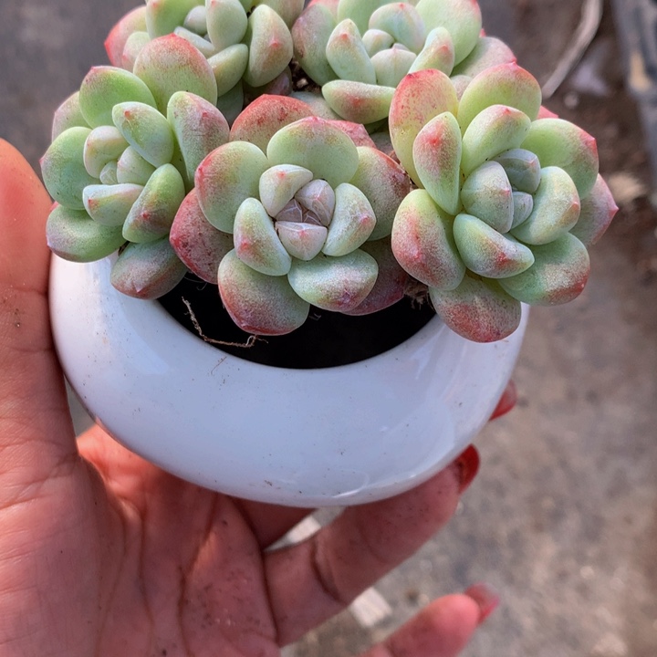 冰玉小5颗  （满9.99包邮不满9.99发叶子）