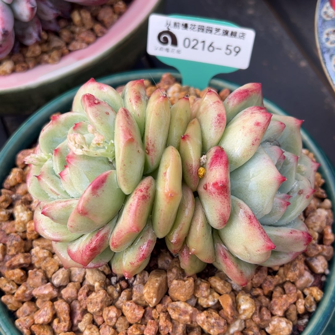 从前慢多肉精选编号0216.59