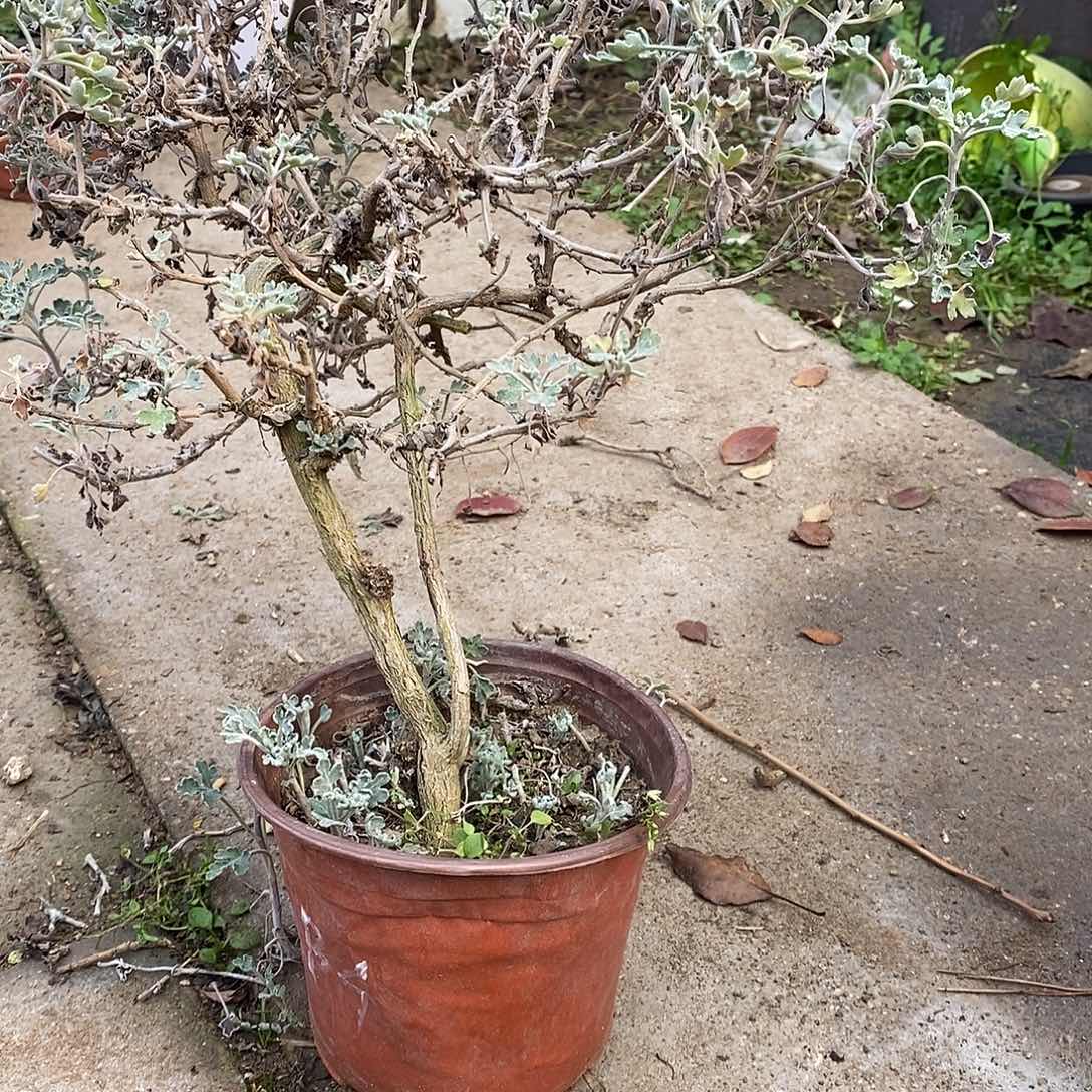 A***石完全开放盆景菊花