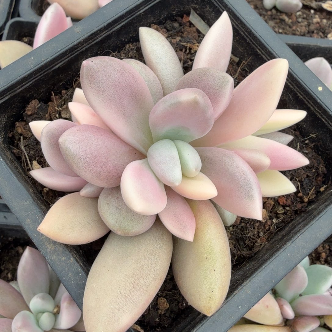 桃花源锦一颗多肉锦