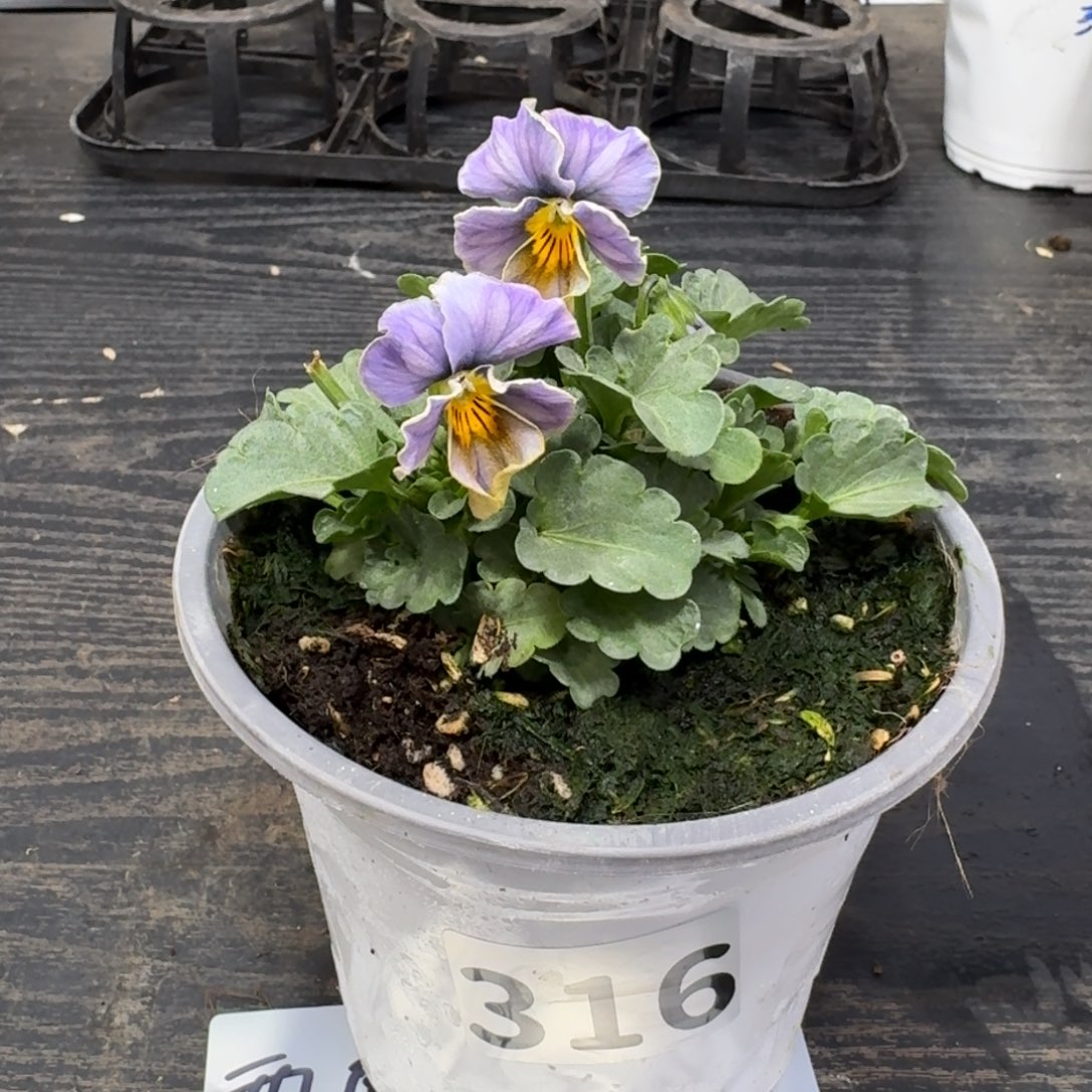 全部花朵316号青金石