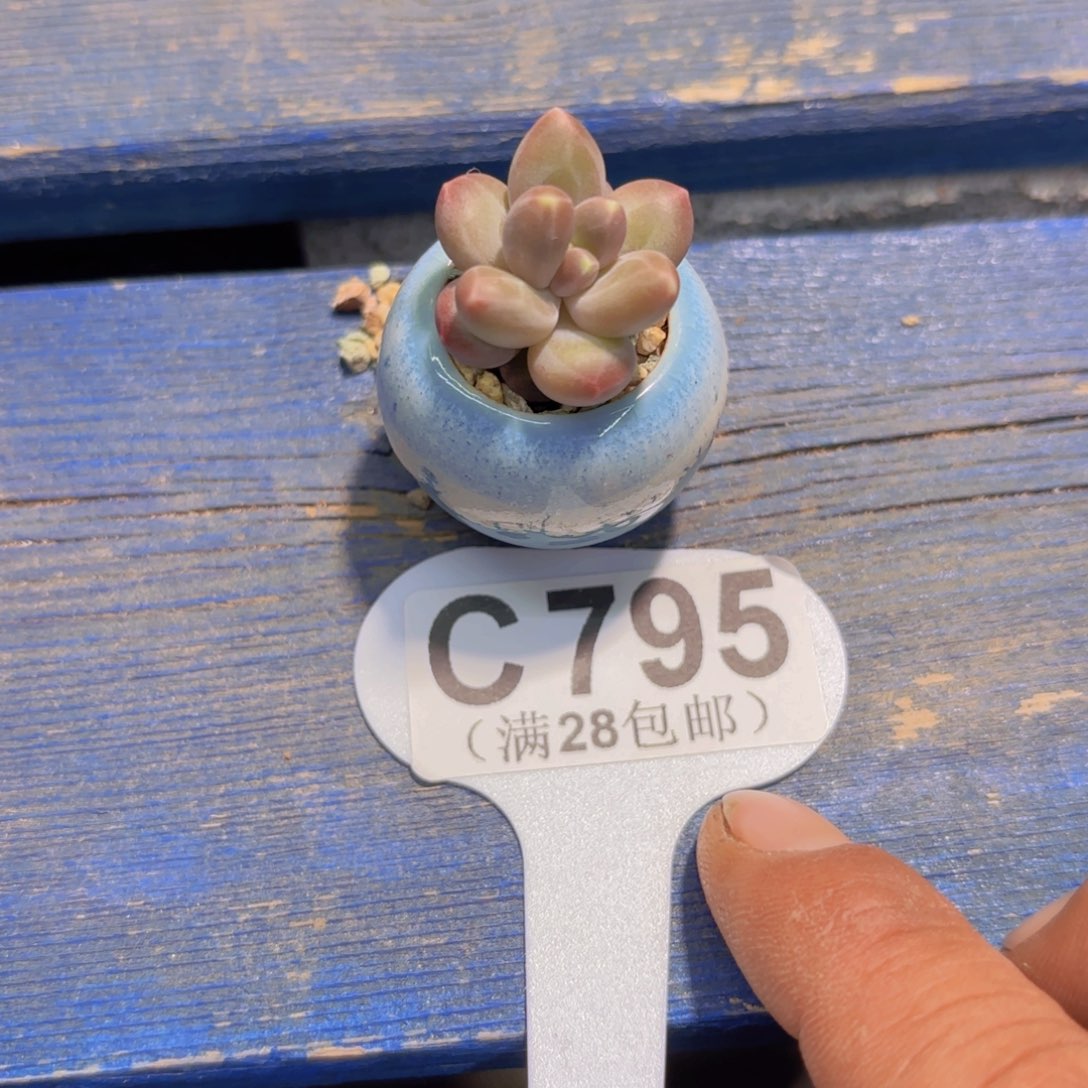 C795乌拉奶一物一拍