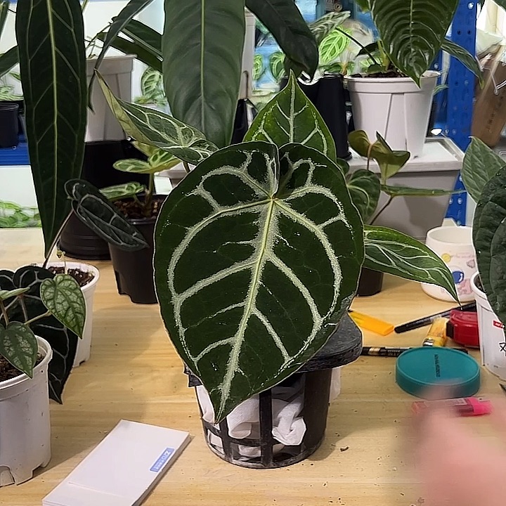 无花朵水晶花烛一物一拍