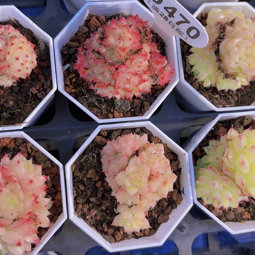 D470麦秆一物一拍