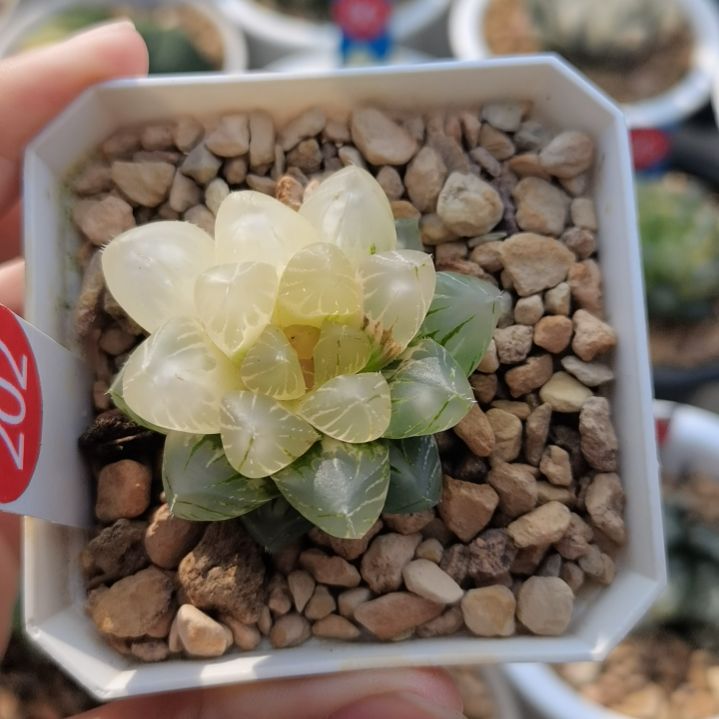 202号OM玉露锦一物一拍带盆土发货