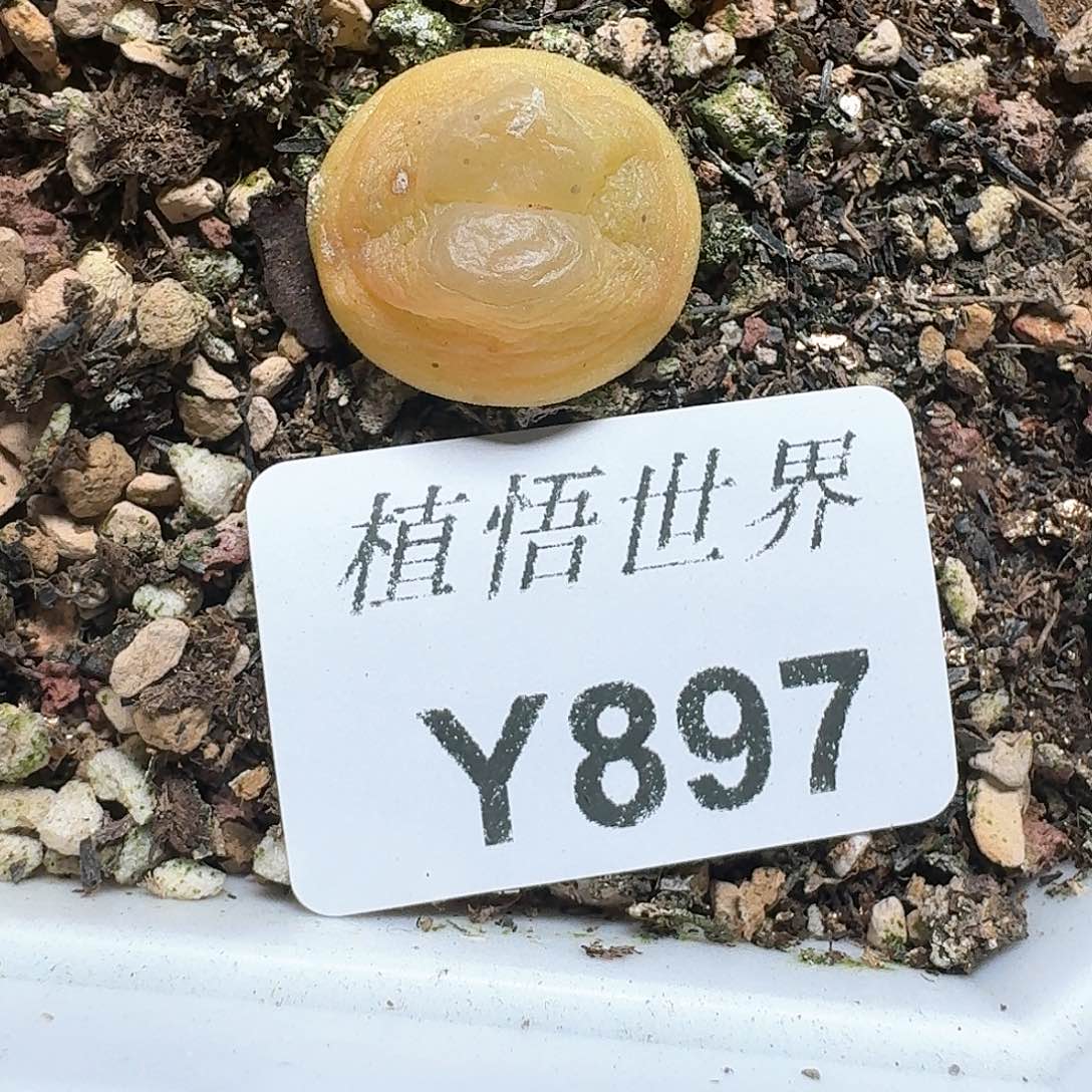 897盒多肉植物哇f f