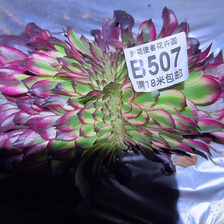 多肉法师美肌缀化