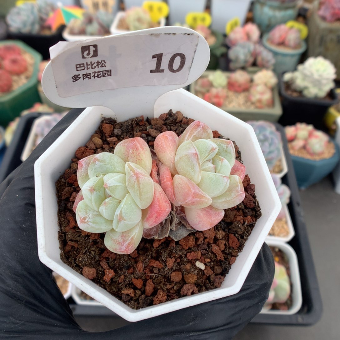 10 双头冰玉多肉多肉