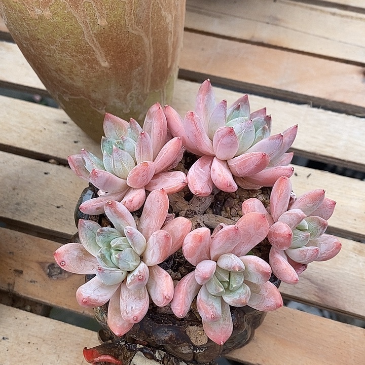 多肉植物肉肉植物