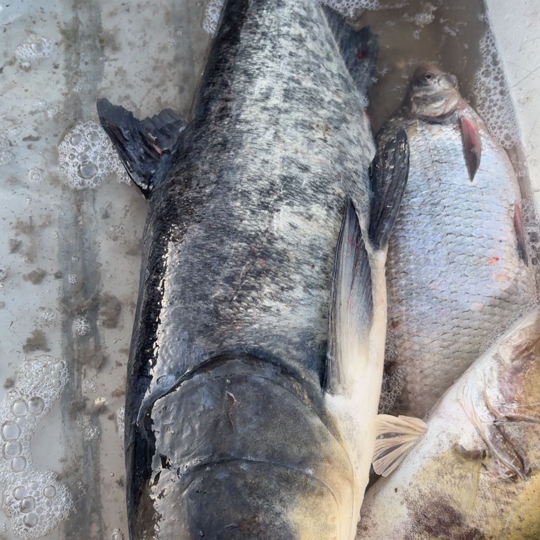 现抓现卖14斤大胖头一条