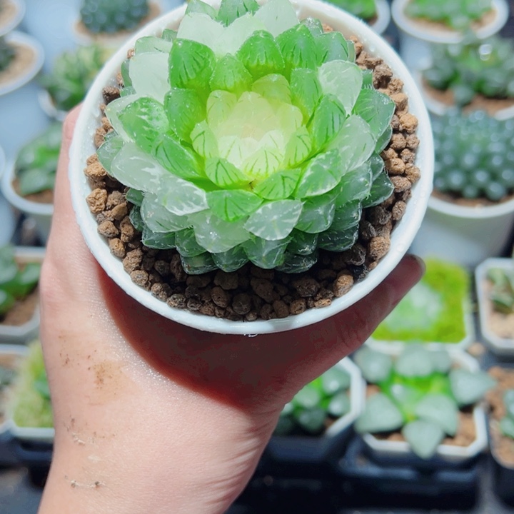 翠云玉露锦多肉植物