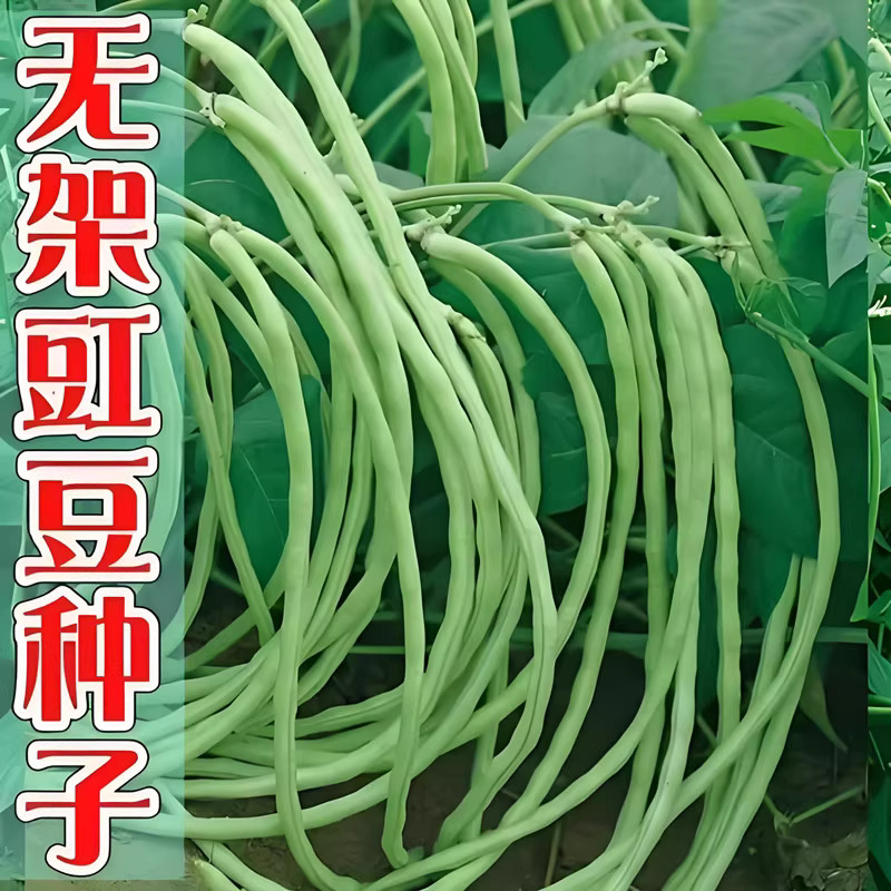 【全店满5包包邮】四季无架豆角种子不搭架长豇豆种籽阳台盆栽豆角