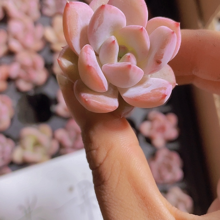 59精品比翼鸟2颗一组