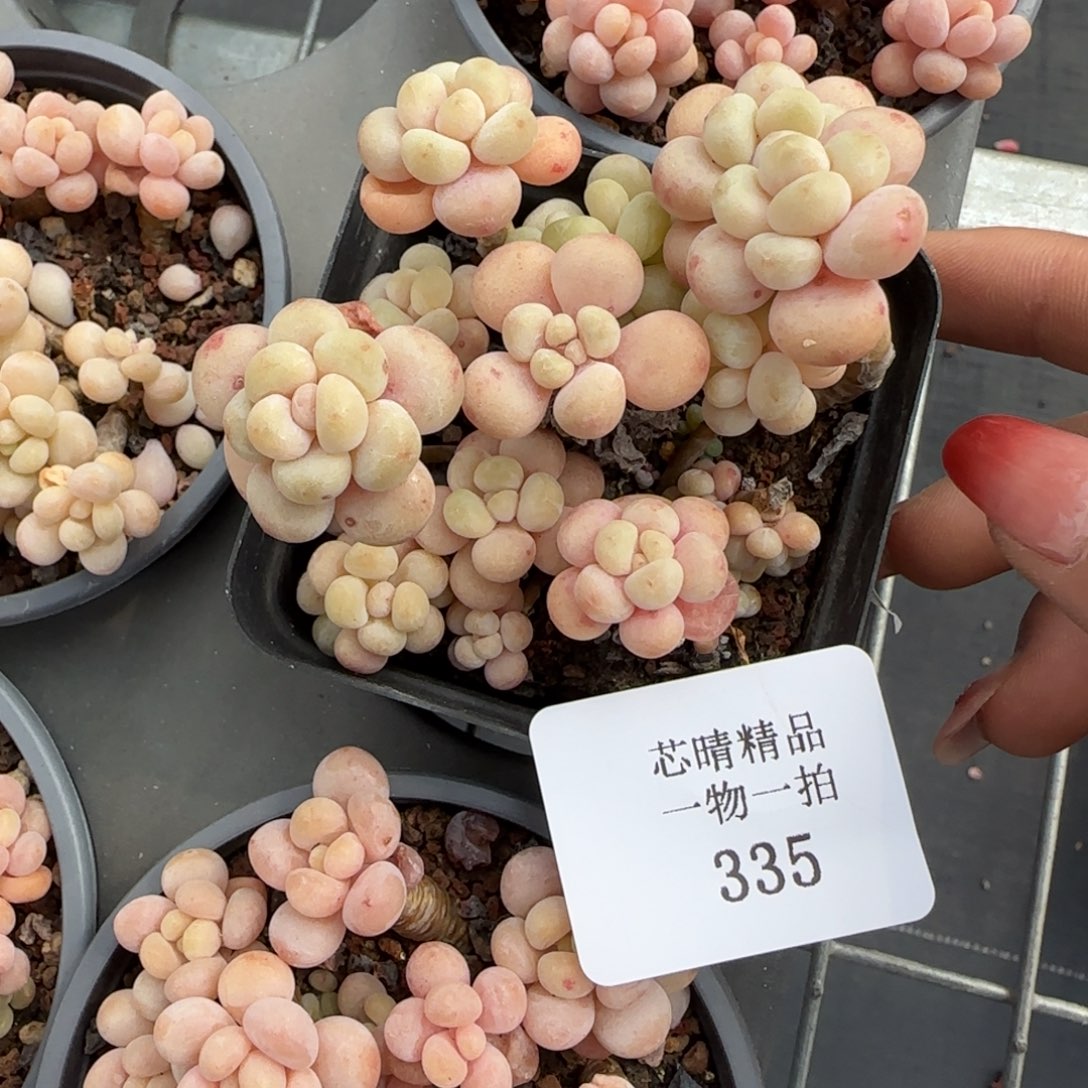 闪购精品多肉335号