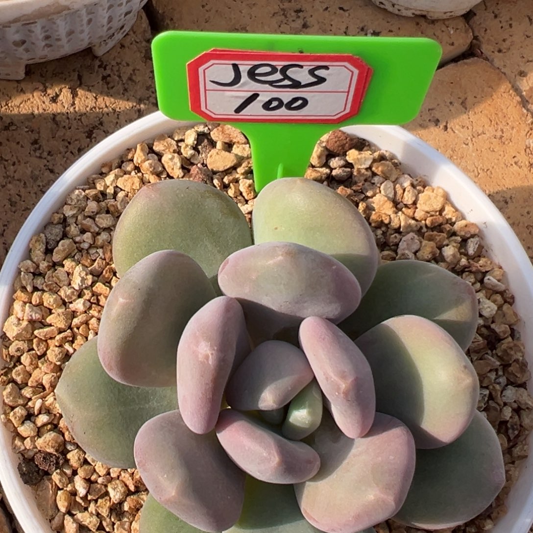 J****我也要努力去实现，je100