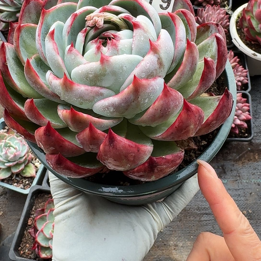 惊鸿惊鸿惊鸿 579..........