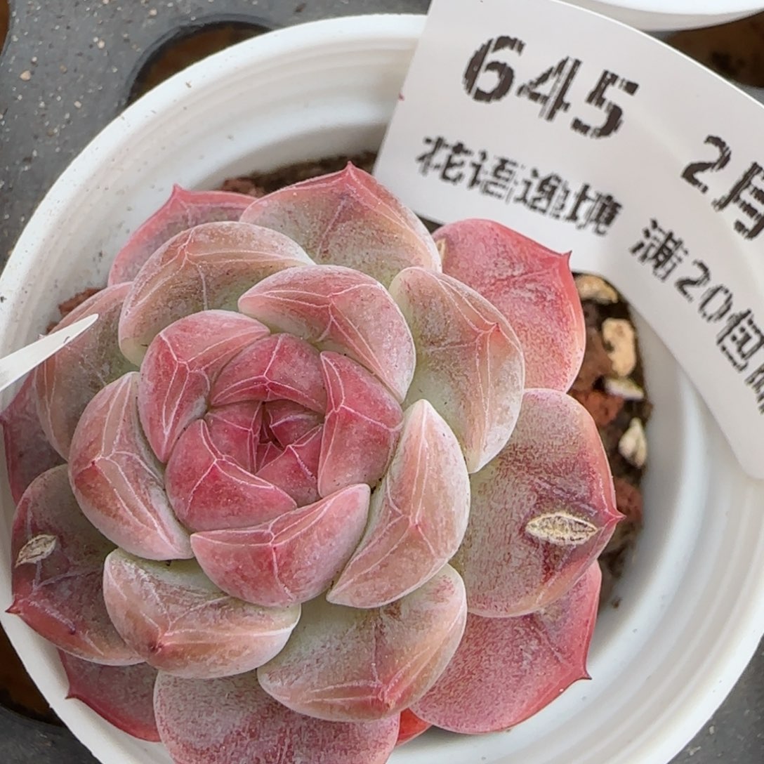 花语逸镜0207-645