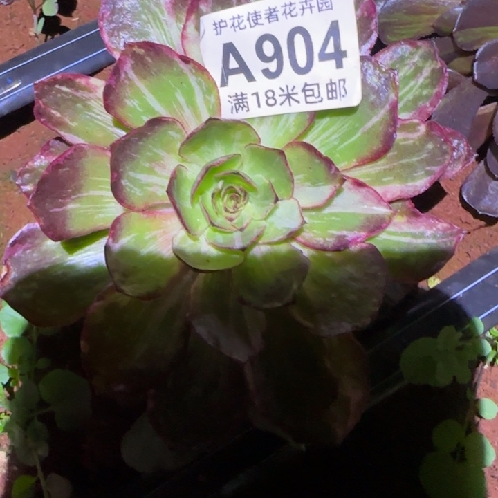 多肉法师淘宝福利