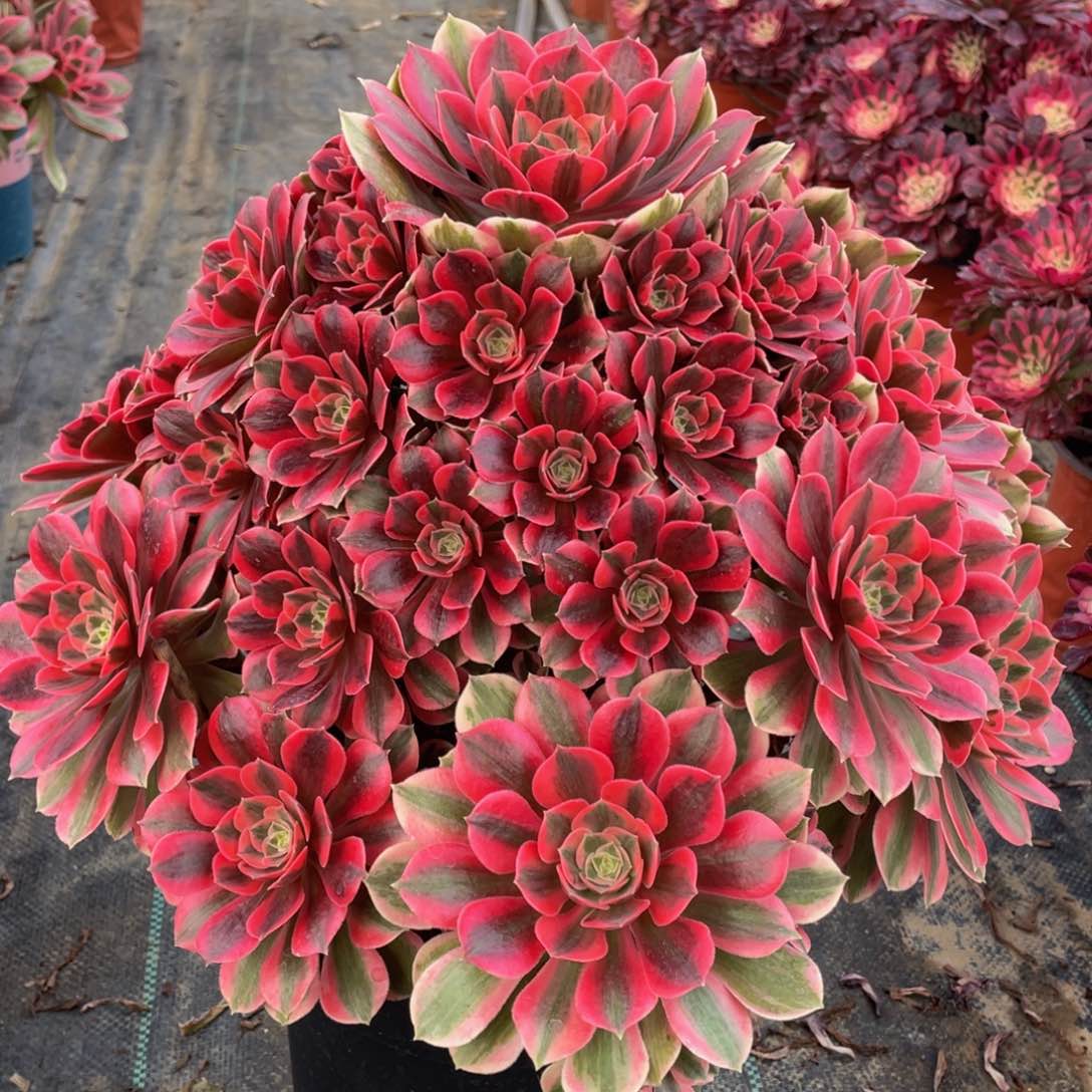 910粉女妖大大捧花精品法师多肉