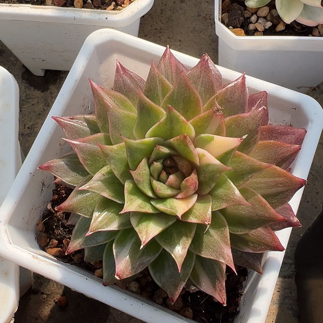 皮皮虾锦，花脸拉丝锦叶层多