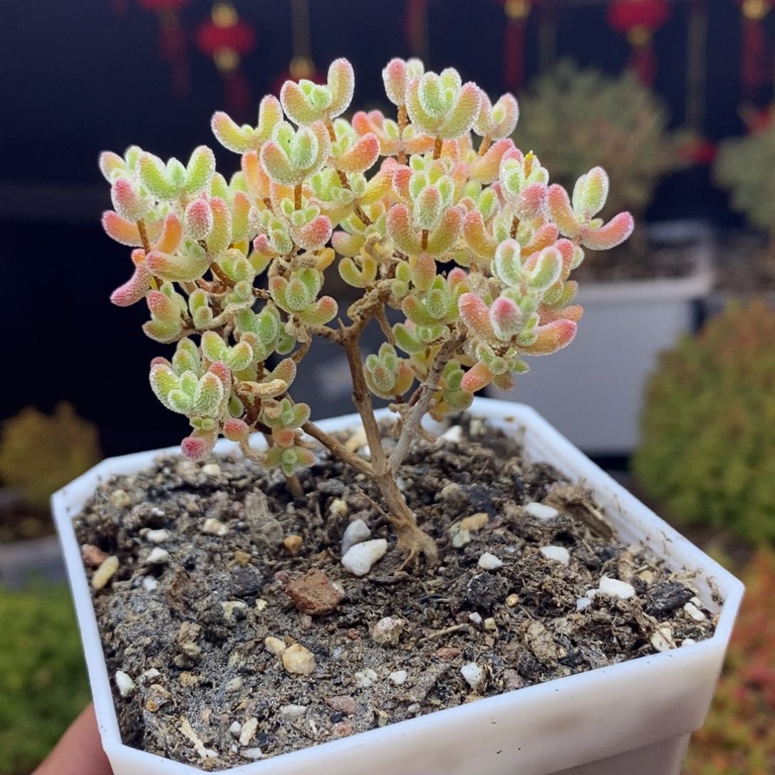 d89号优选冰晶枝干多肉