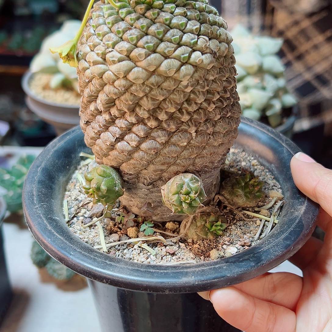 大铁甲丸7.3公分