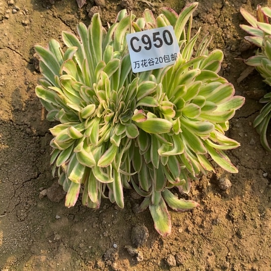 950微锦锦缀多肉植物