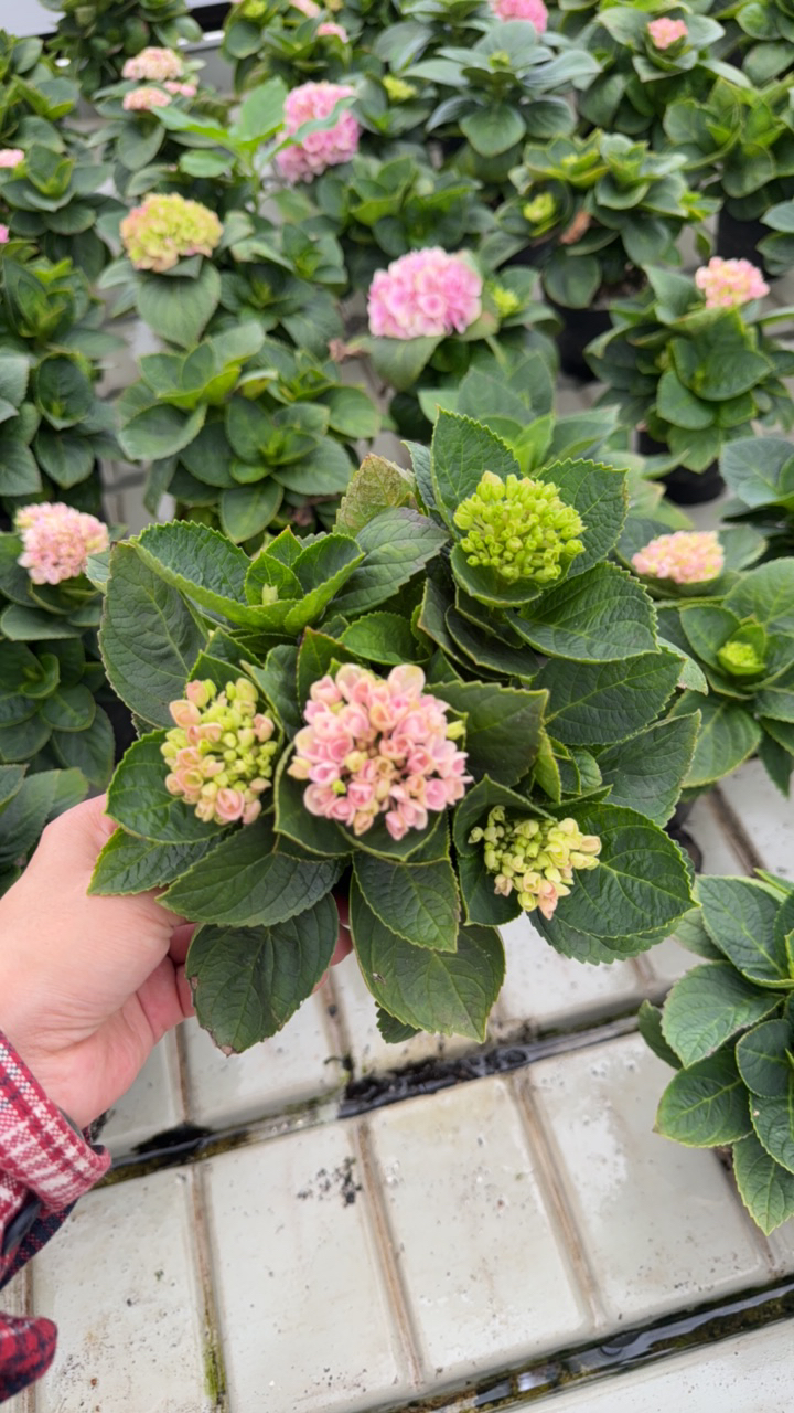 重瓣绣球花苗盆栽无尽夏老桩四季开花室内好养活绿植