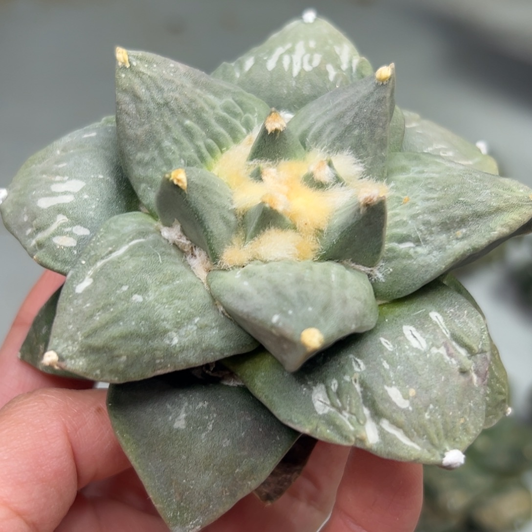 112 仙人球的比赛将