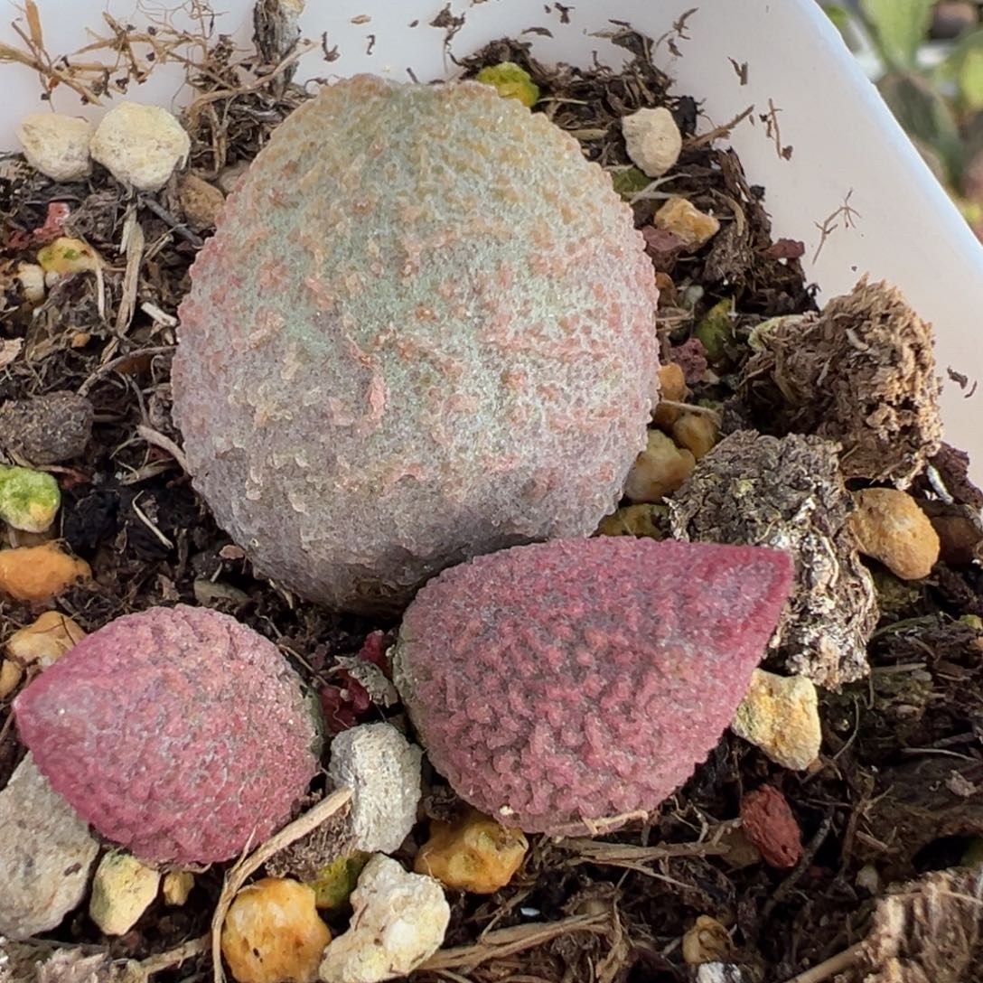 糖果大苗多肉植物水泡