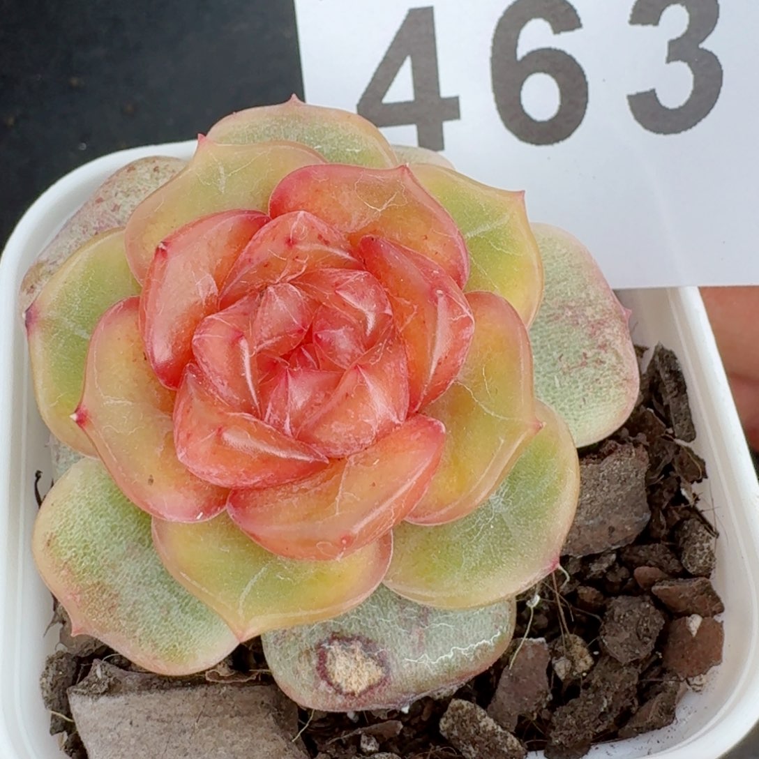 彩恋         精品多肉