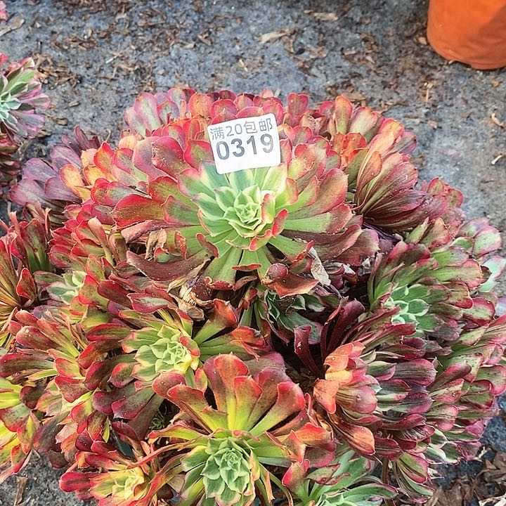 0319 一颗同花顺