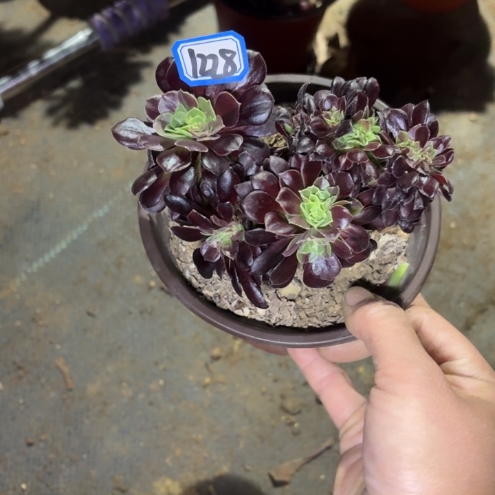 欧若拉缀化1228多肉