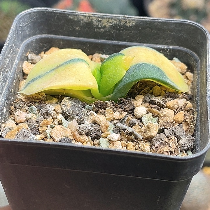 实生卧牛锦一颗一物一拍