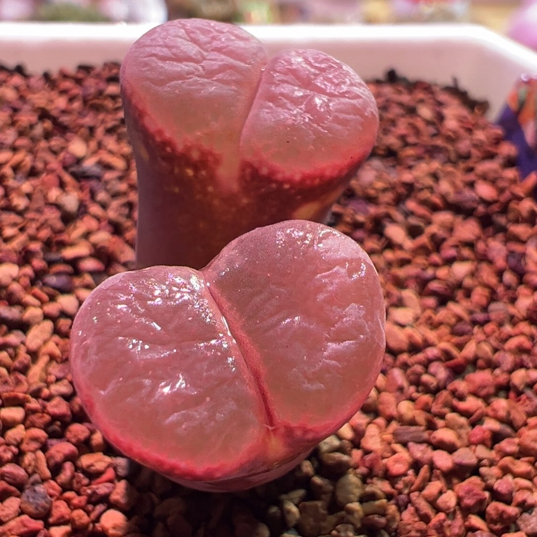 0173，粉c，肉锥植物